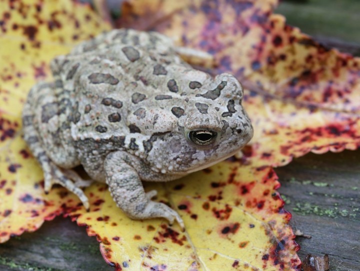 Fowler's Toad